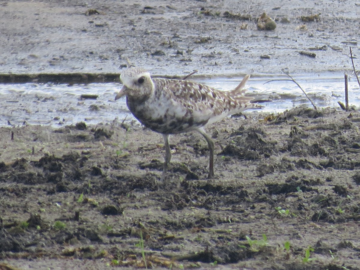 Black-bellied Plover - Ethan Maynard