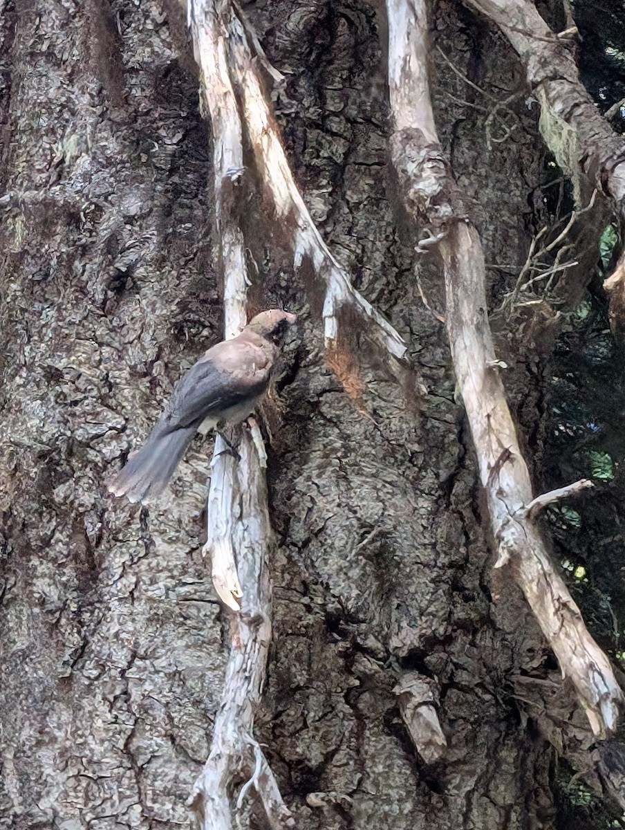 Canada Jay - ML622487105