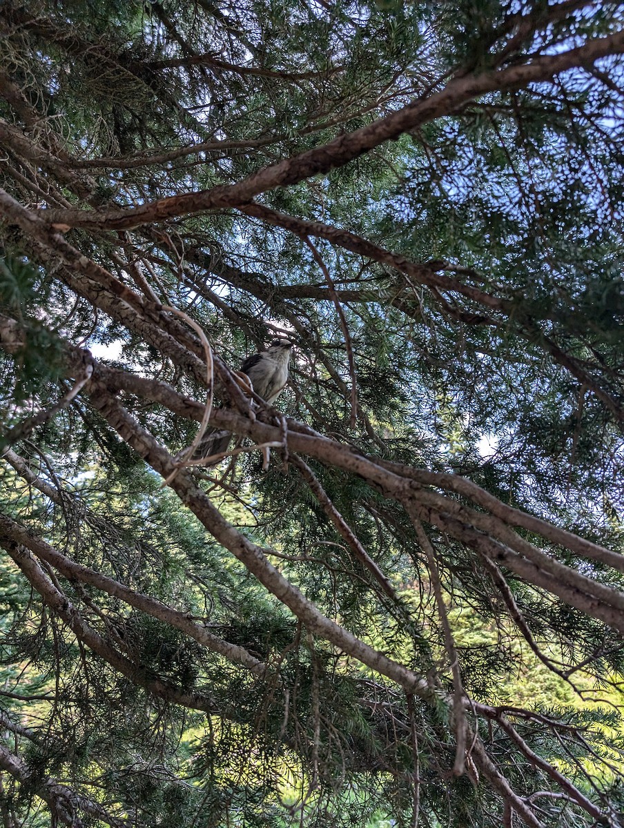 Canada Jay - ML622487107