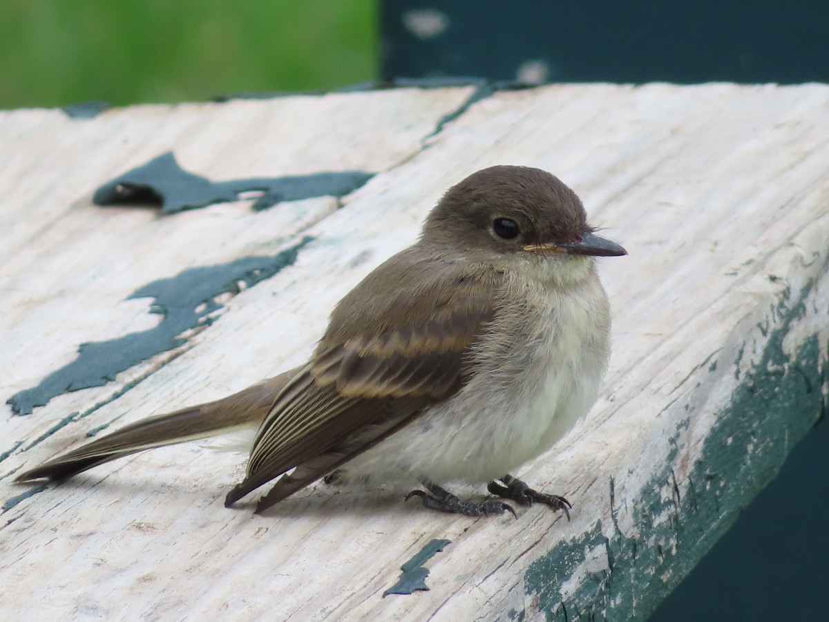 Eastern Phoebe - ML622487130