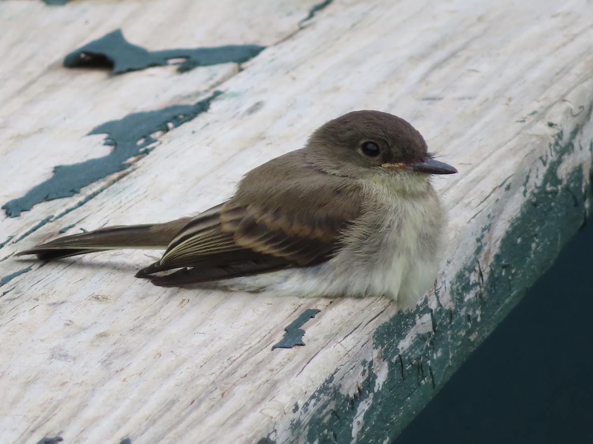 Eastern Phoebe - ML622487131