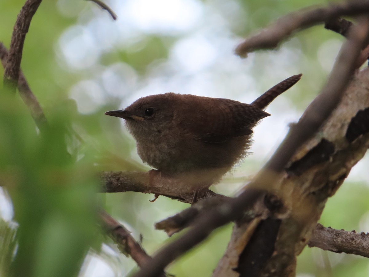 House Wren - ML622487183