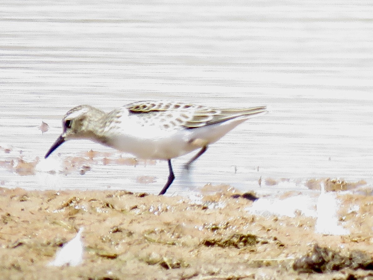 Least Sandpiper - ML622487269