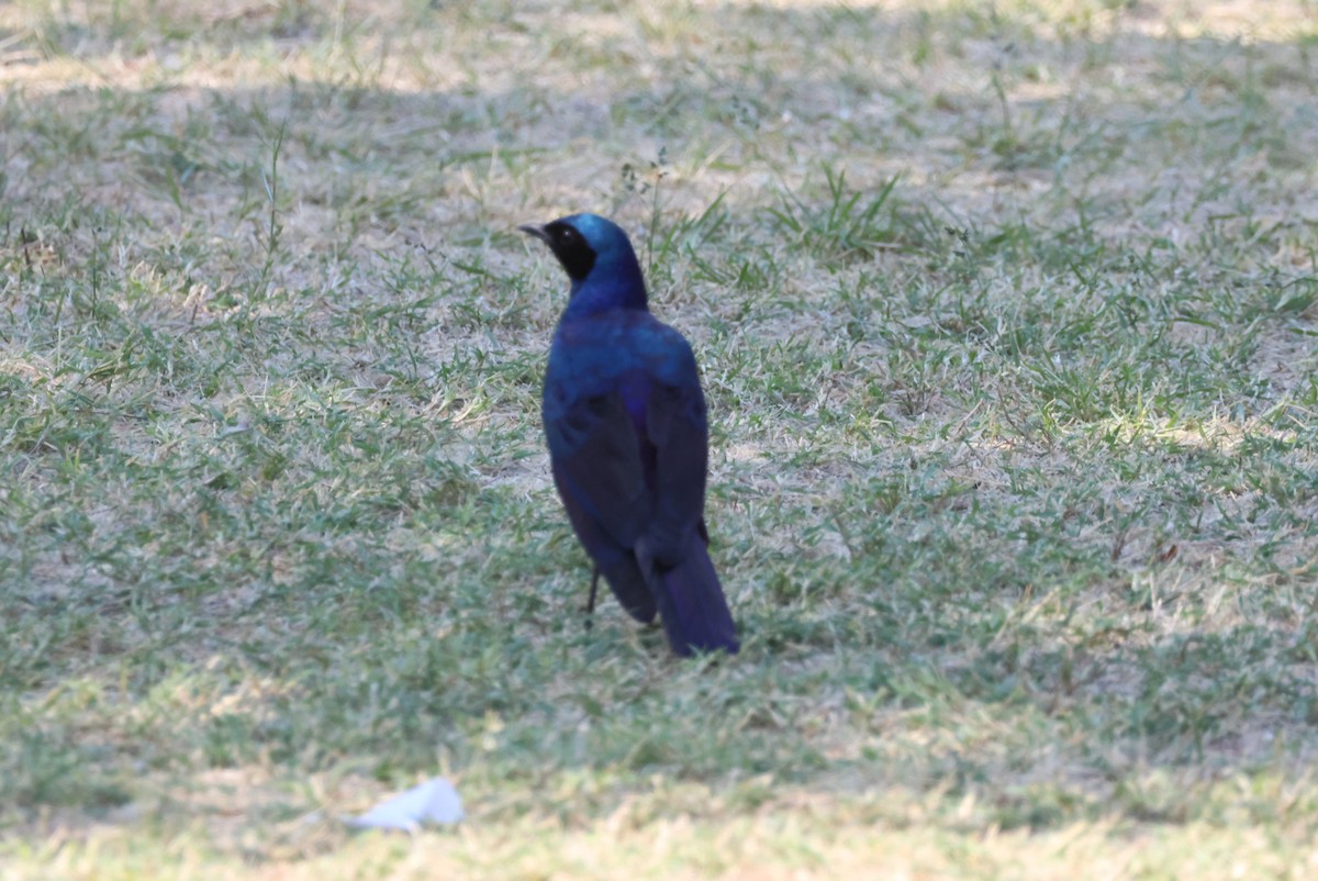 Burchell's Starling - ML622487416