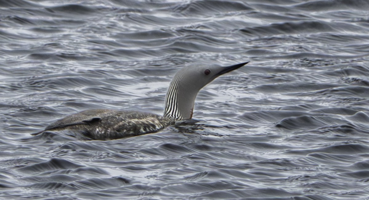 Red-throated Loon - ML622487421