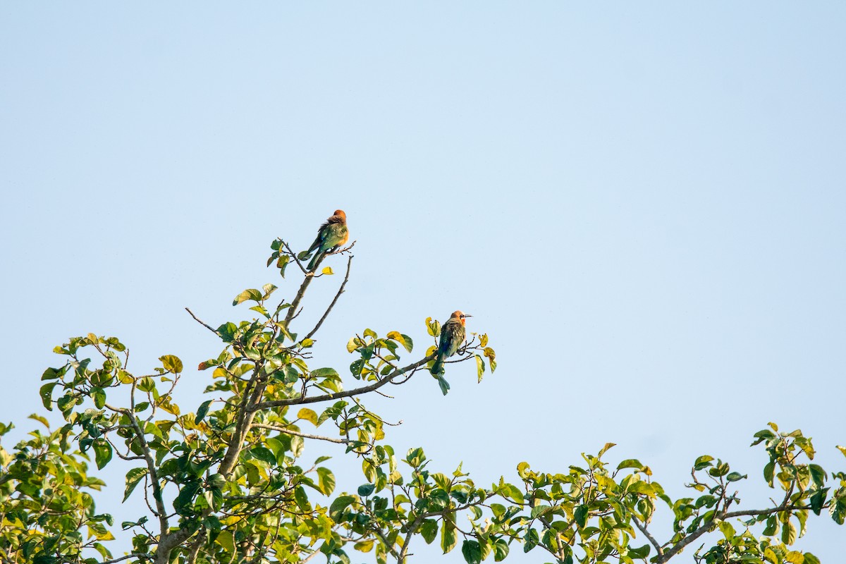 White-fronted Bee-eater - ML622487488