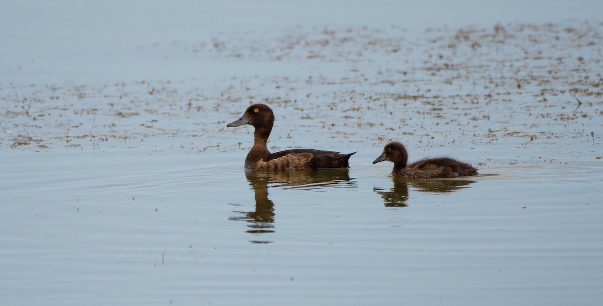 Tufted Duck - ML622487493