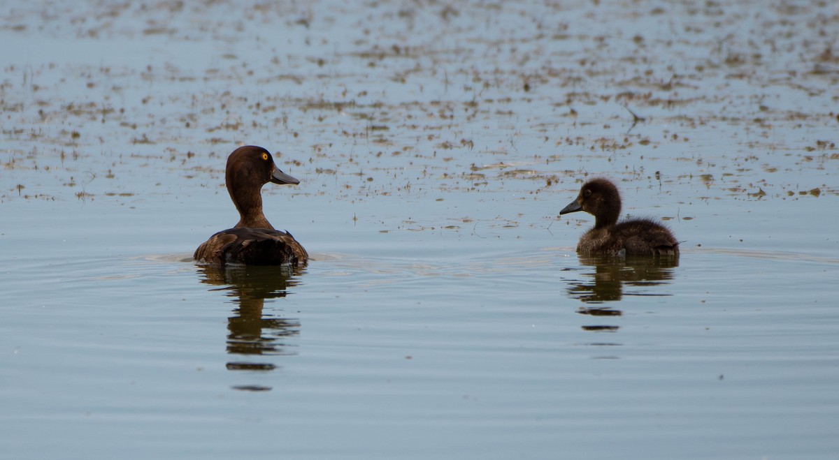 Tufted Duck - ML622487495