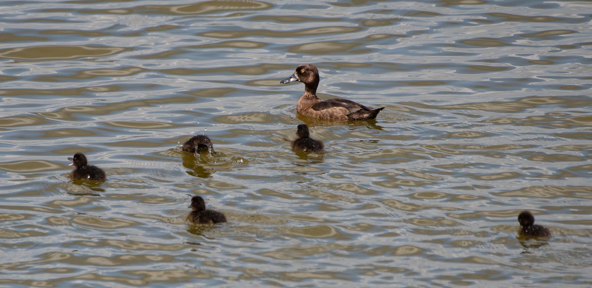 Tufted Duck - ML622487501