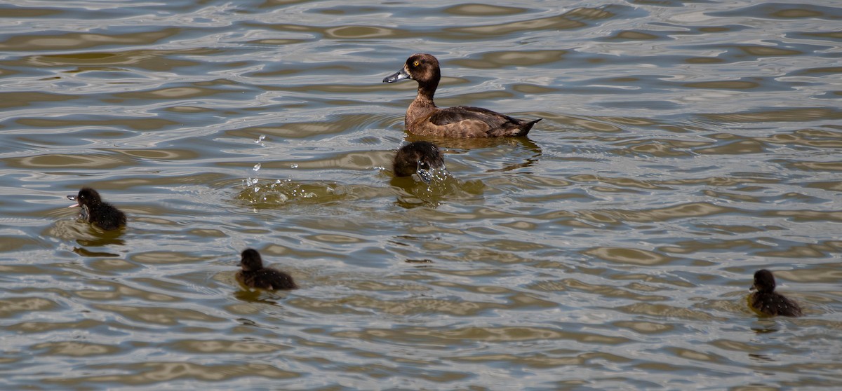 Tufted Duck - ML622487502