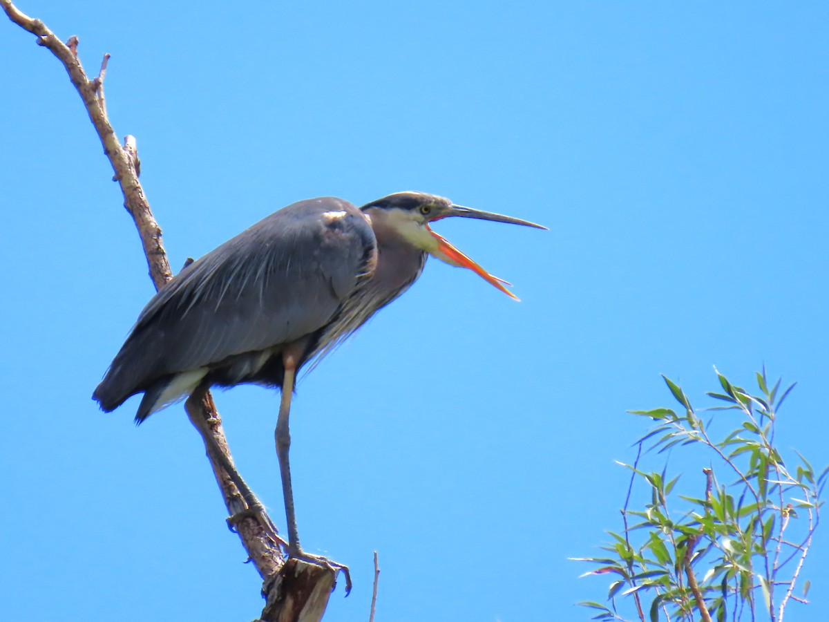 Great Blue Heron - ML622487503