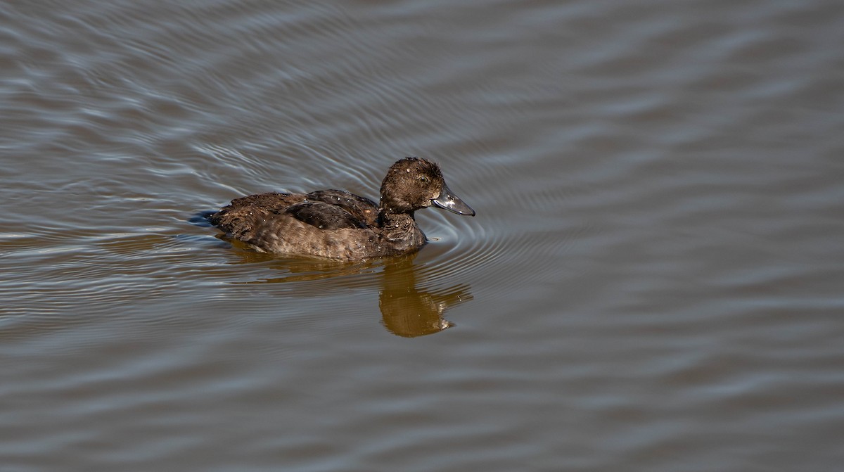 Tufted Duck - ML622487504