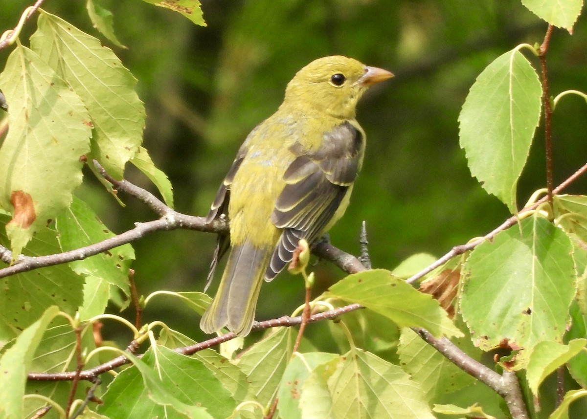 アカフウキンチョウ - ML622487529
