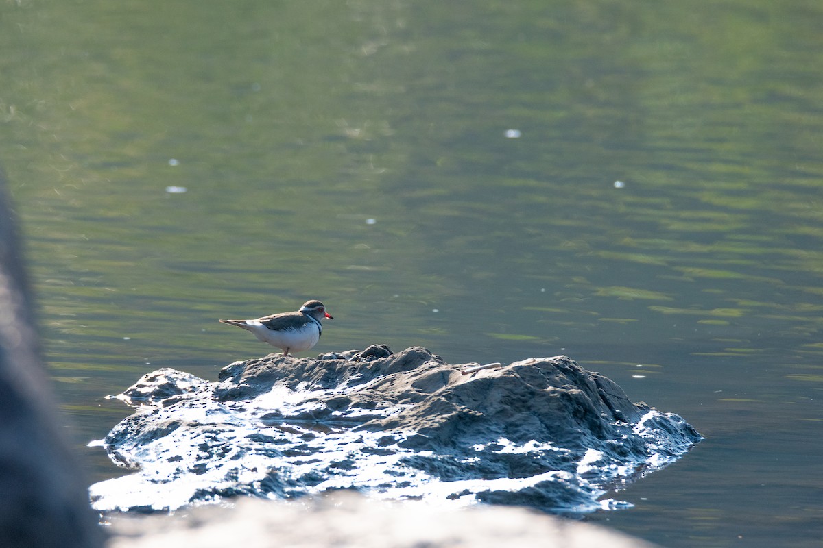 Three-banded Plover - ML622487564