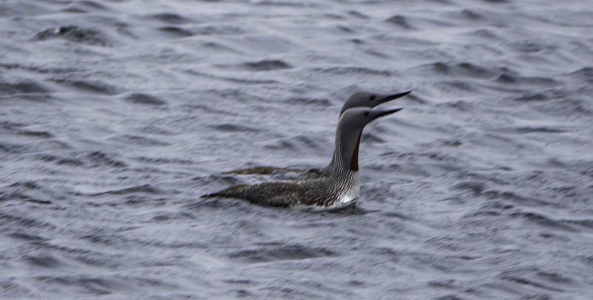 Red-throated Loon - ML622487579