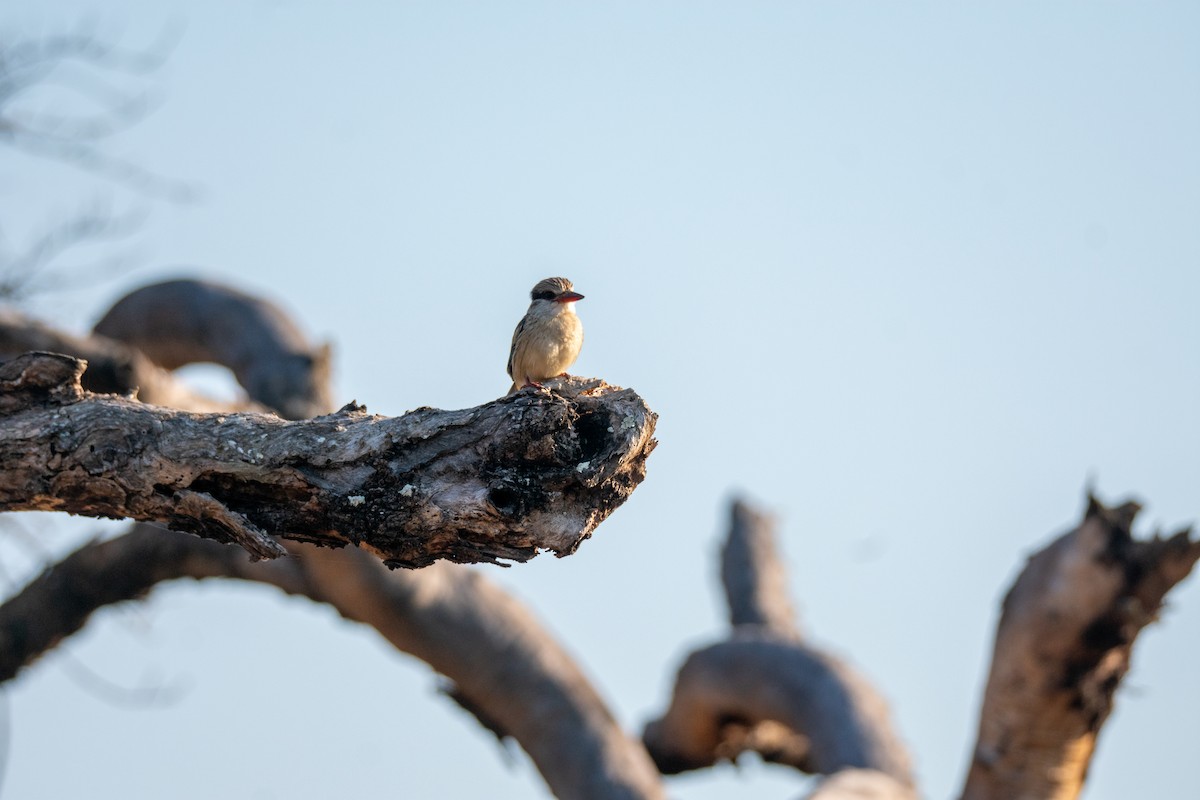 Striped Kingfisher - ML622487613