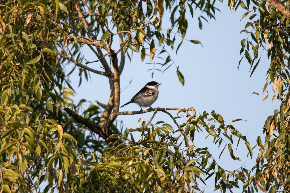 Black-backed Puffback - Nicholas Canino