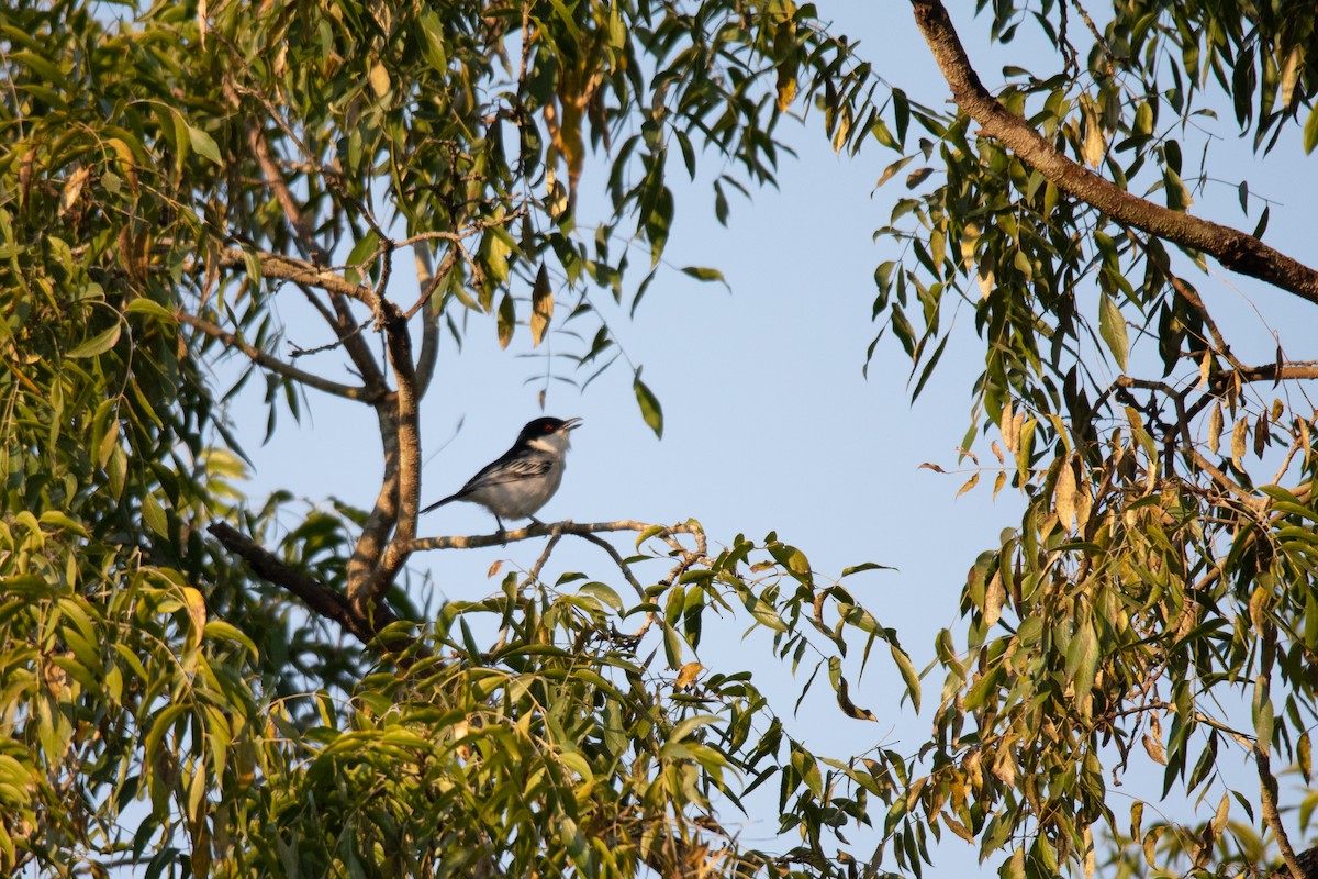 Black-backed Puffback - ML622487705