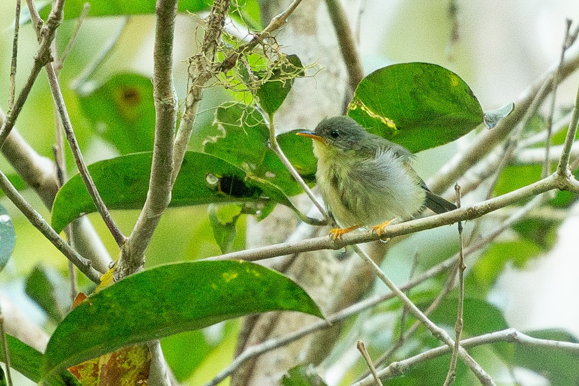 Biak Leaf Warbler - ML622487803