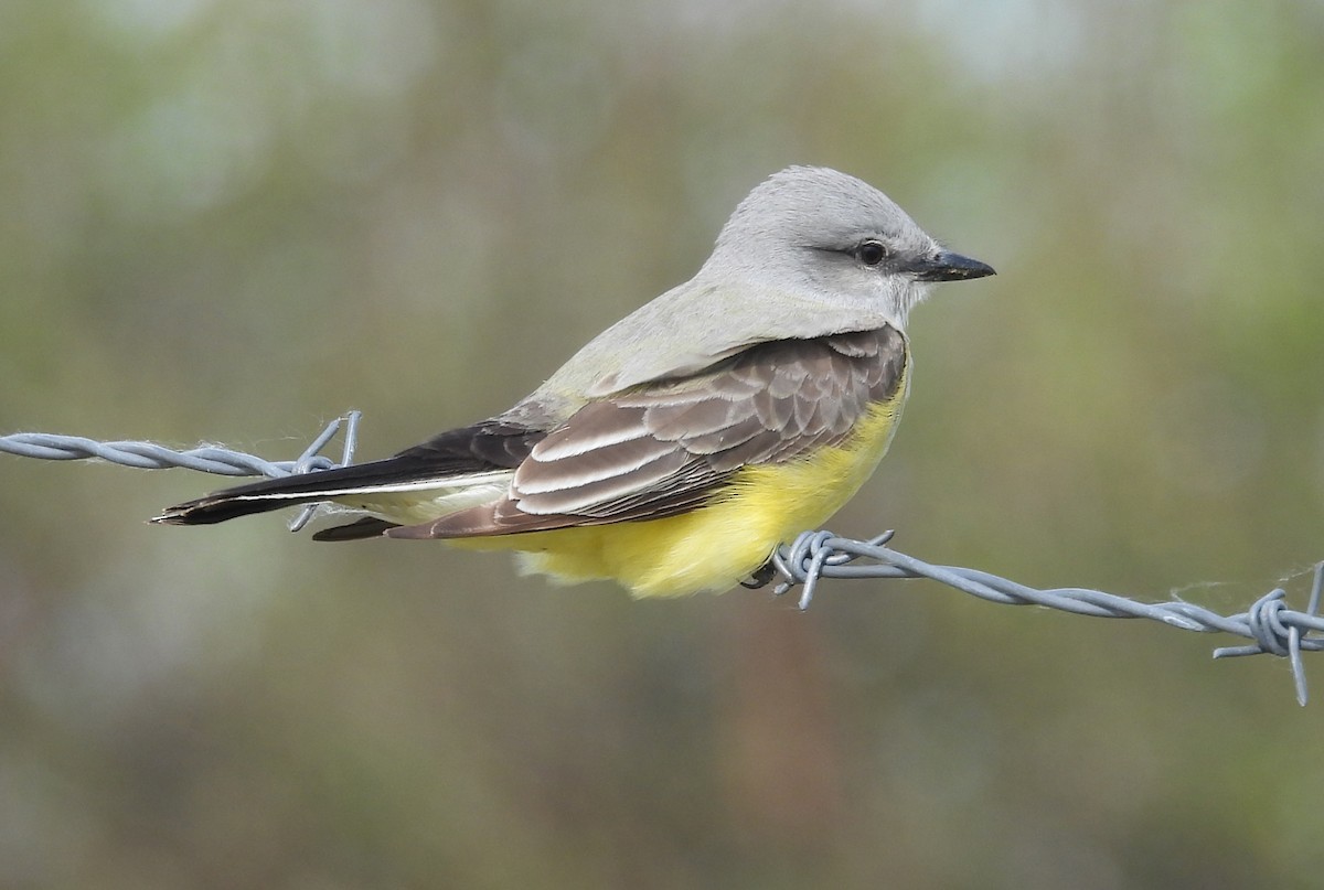 Western Kingbird - ML622487817