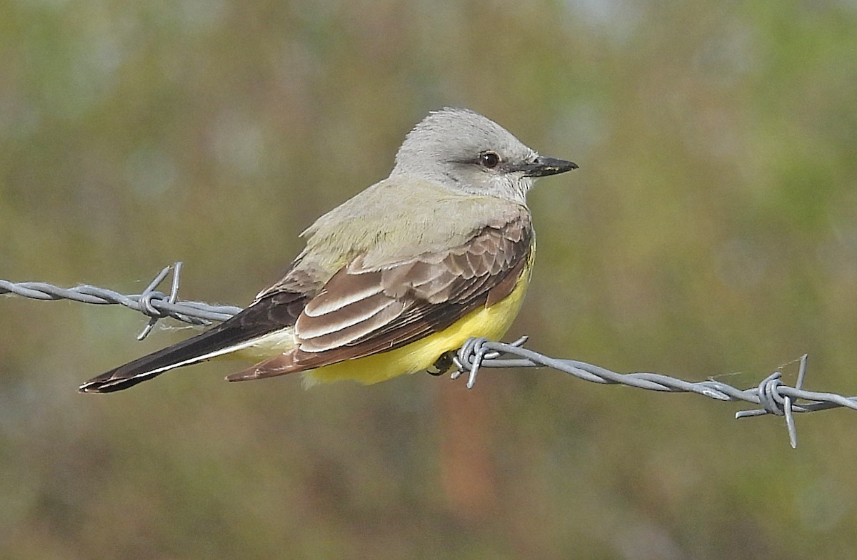 Western Kingbird - ML622487818