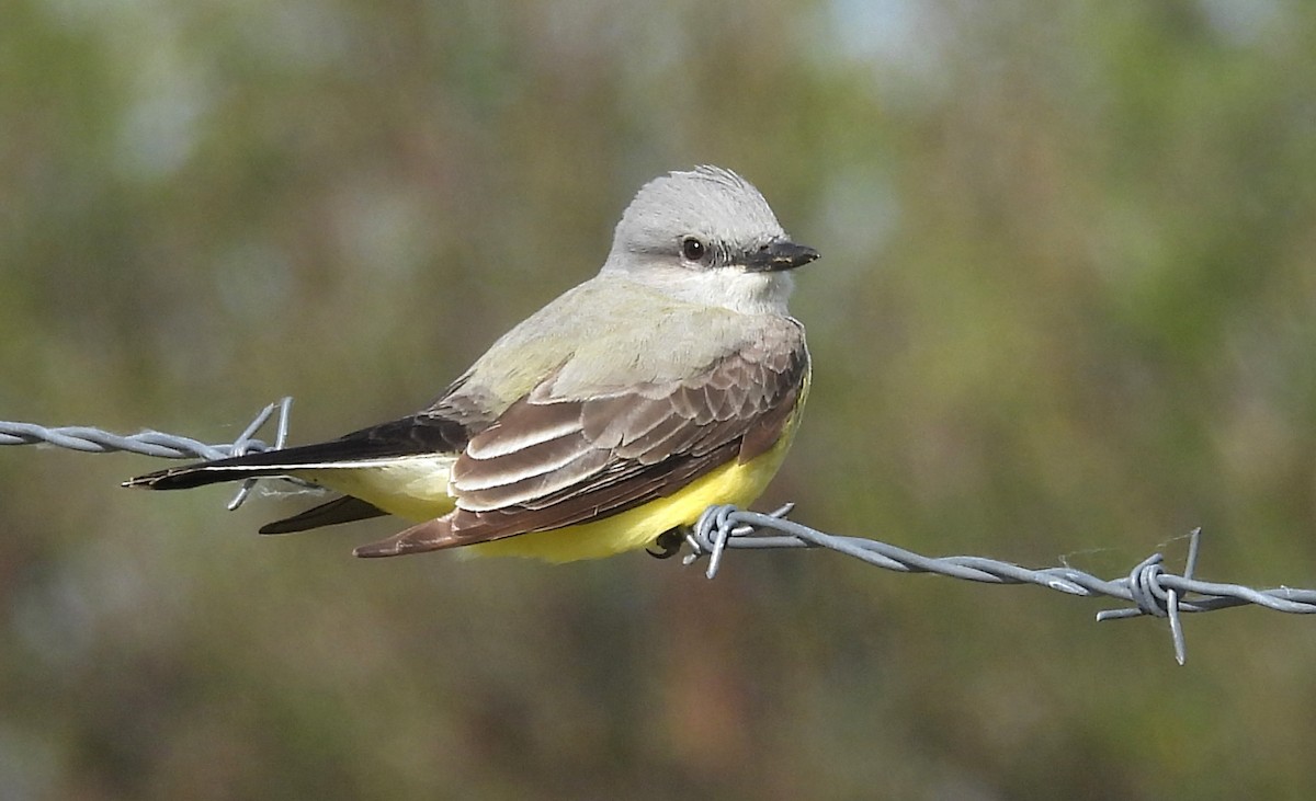 Western Kingbird - ML622487819