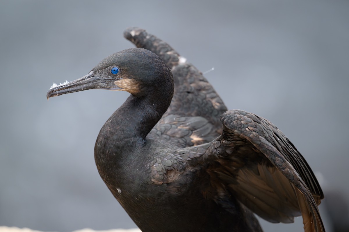 Brandt's Cormorant - ML622487852