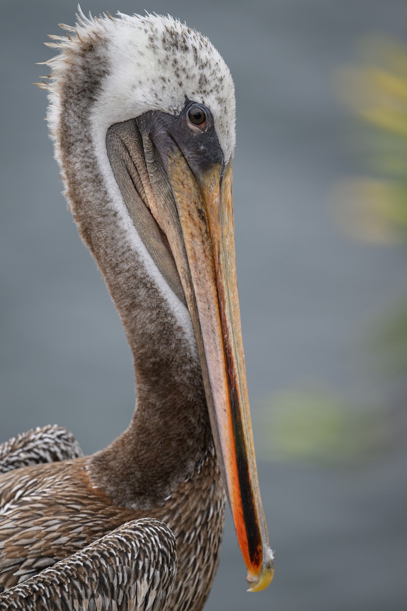 Brown Pelican - ML622487865