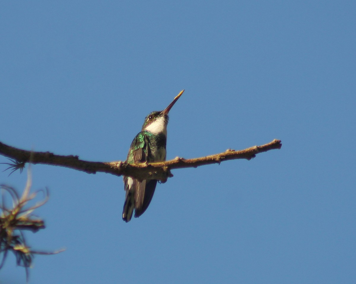 White-throated Hummingbird - ML622487868