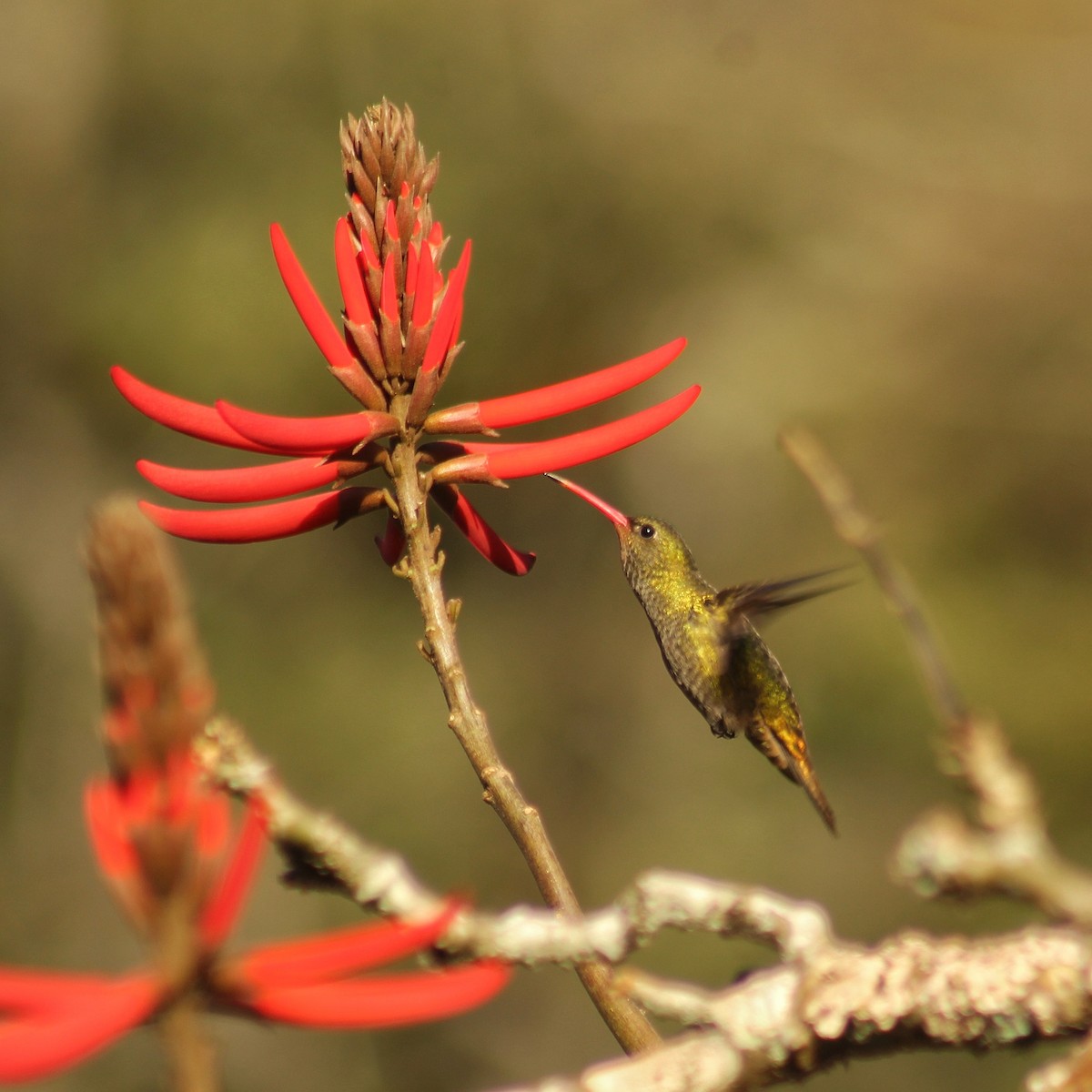 Gilded Hummingbird - ML622487879