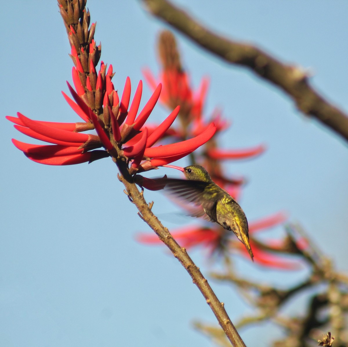 Gilded Hummingbird - ML622487880