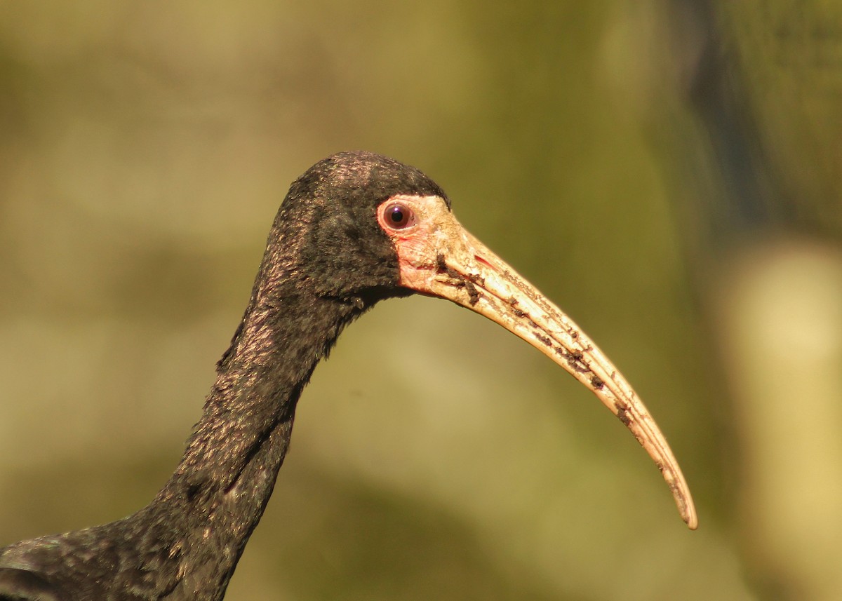 Bare-faced Ibis - ML622487899