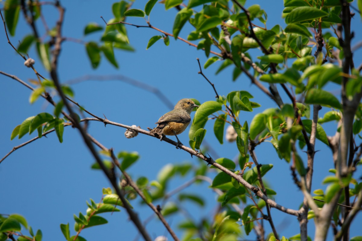 African Penduline-Tit - ML622487909