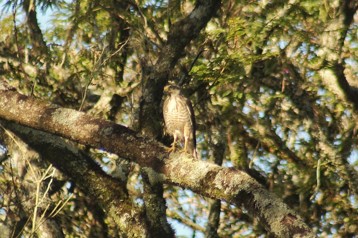 Roadside Hawk - ML622487915