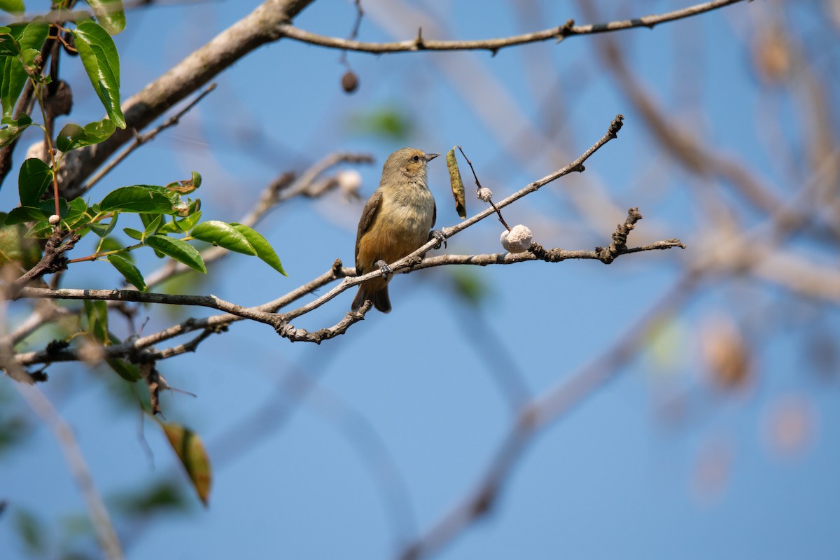 African Penduline-Tit - Nicholas Canino