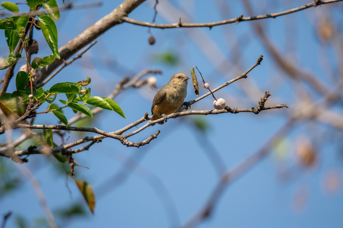 African Penduline-Tit - Nicholas Canino