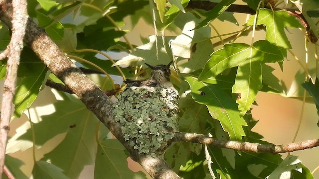 Ruby-throated Hummingbird - ML622487925