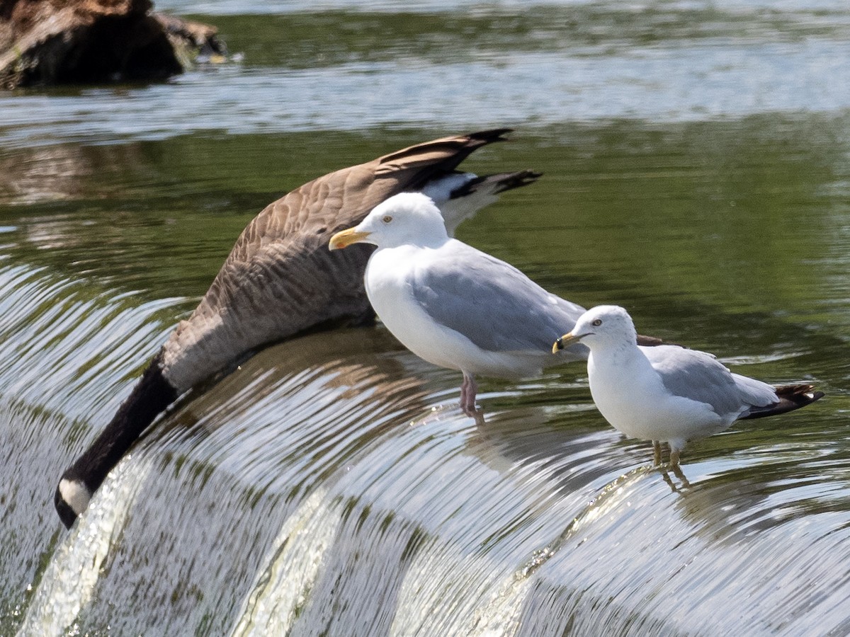 Herring Gull (American) - ML622487960