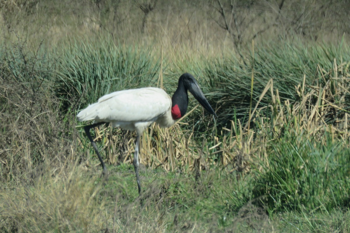 Jabiru - ML622487991