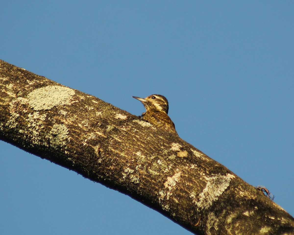 White-spotted Woodpecker - ML622488051