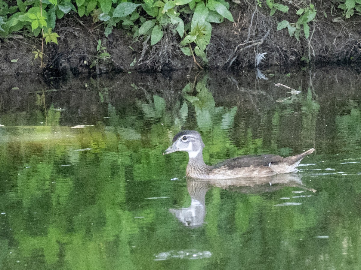 Canard branchu - ML622488053