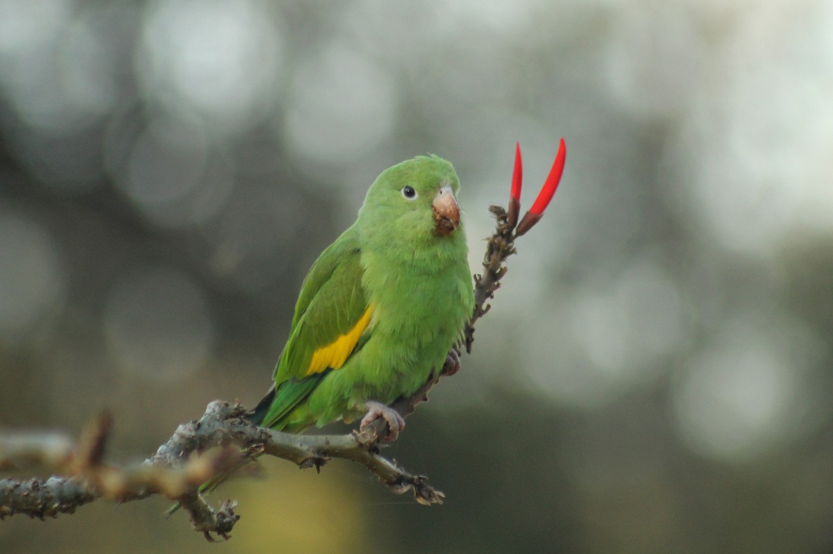 Yellow-chevroned Parakeet - ML622488063