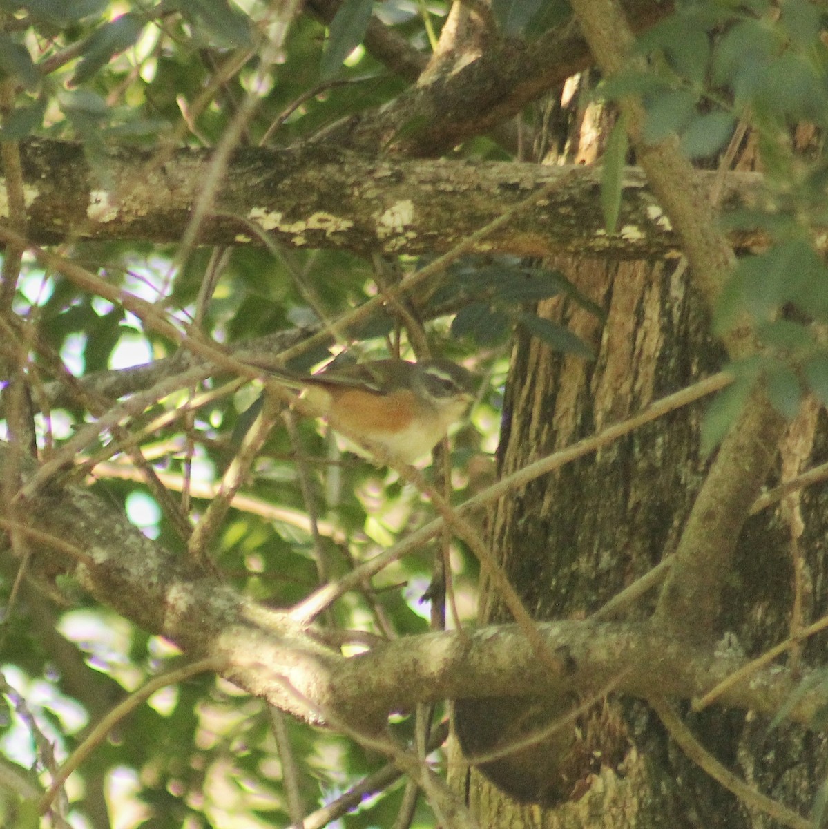 Gray-throated Warbling Finch - ML622488070