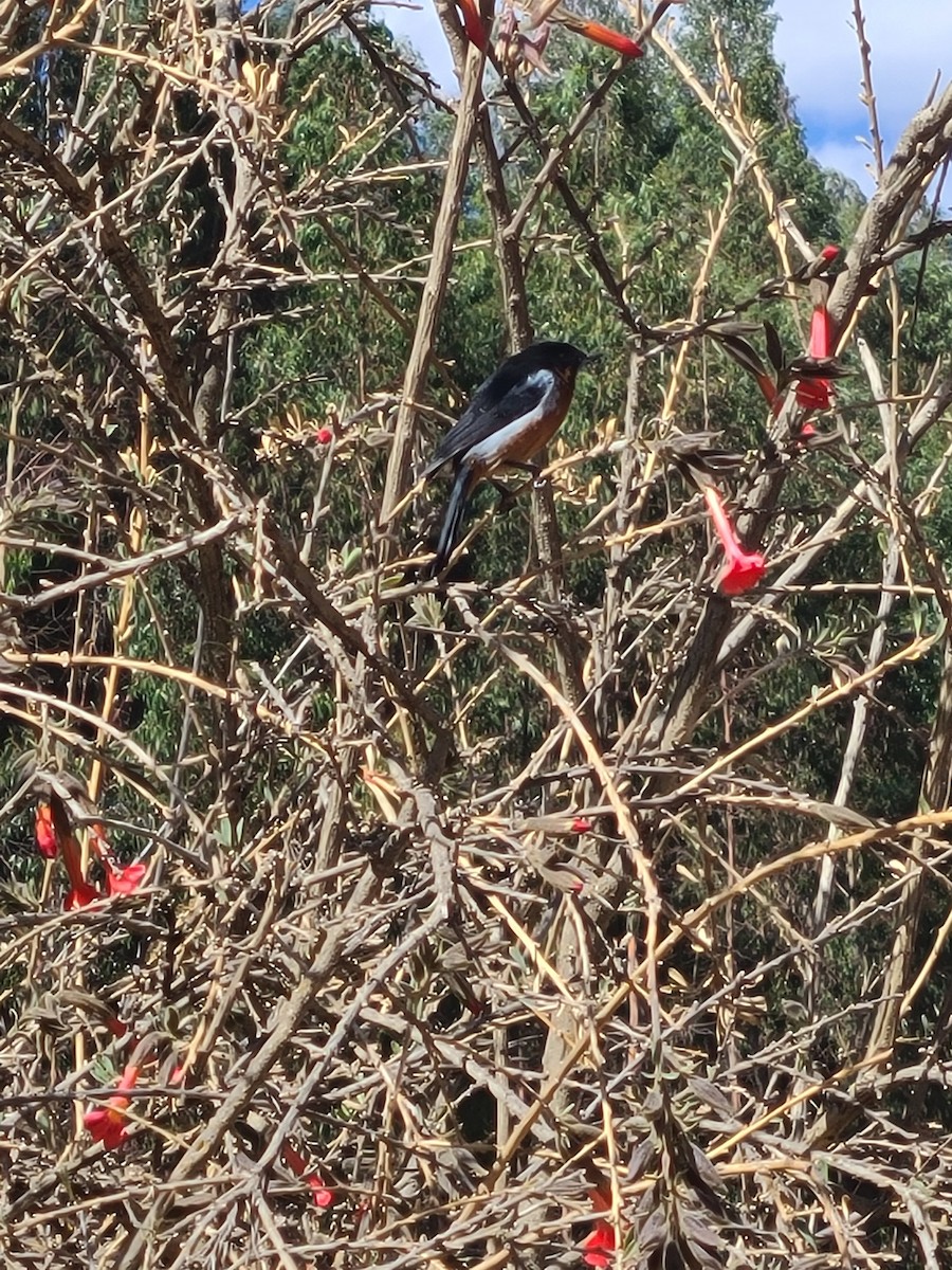 Black-throated Flowerpiercer - ML622488089