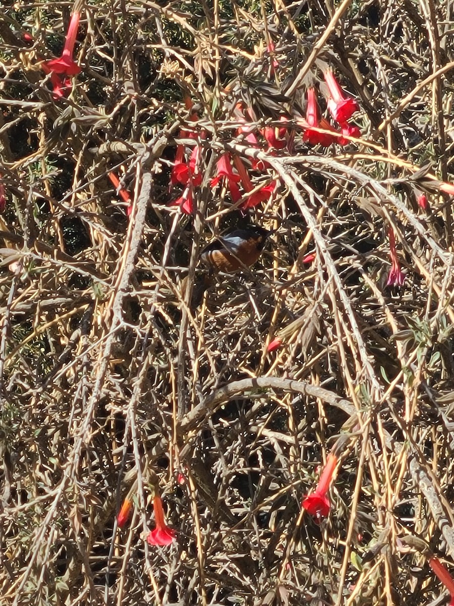 Black-throated Flowerpiercer - ML622488090