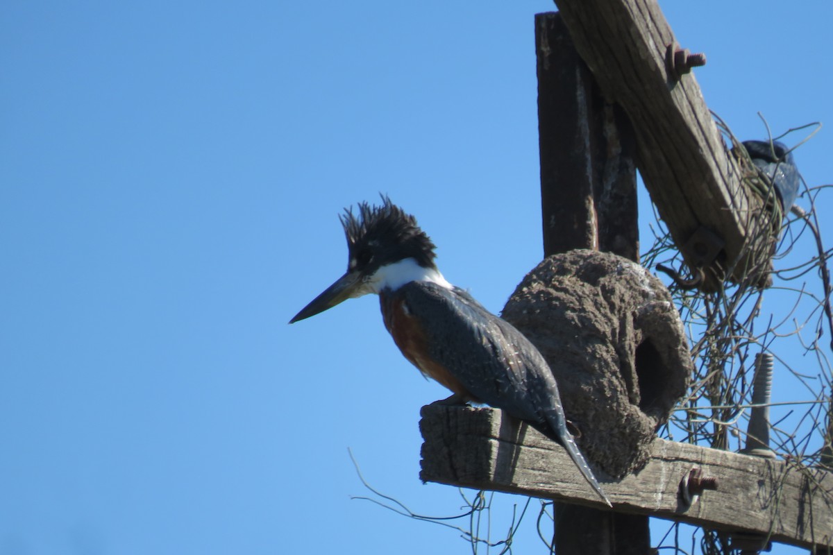 Ringed Kingfisher - ML622488110