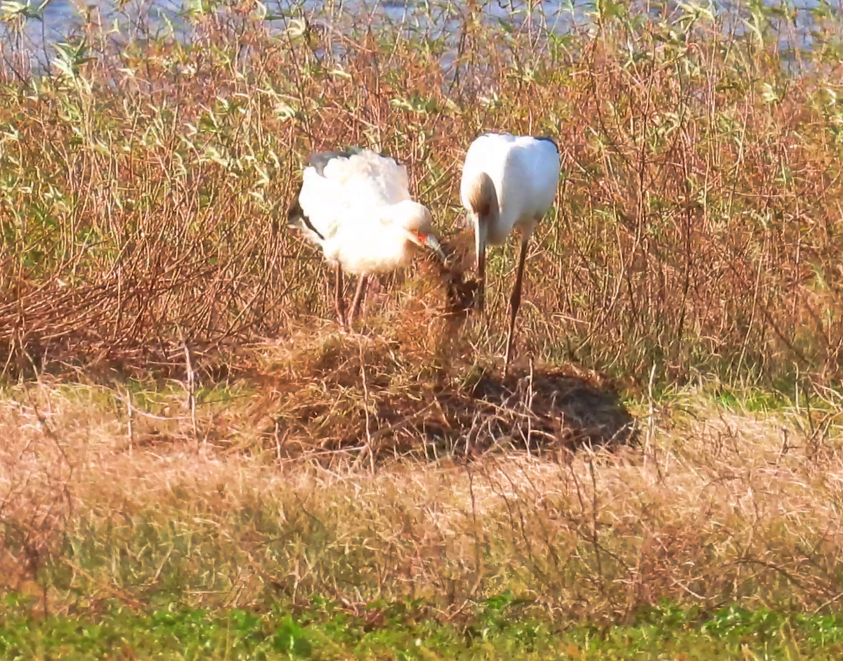 Maguari Stork - ML622488157