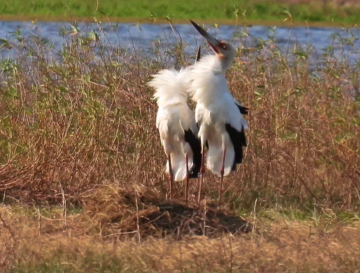 Maguari Stork - ML622488171