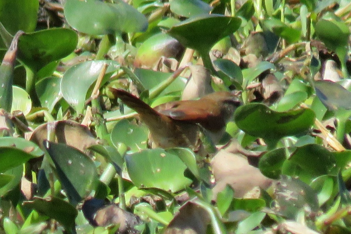 Yellow-chinned Spinetail - ML622488184