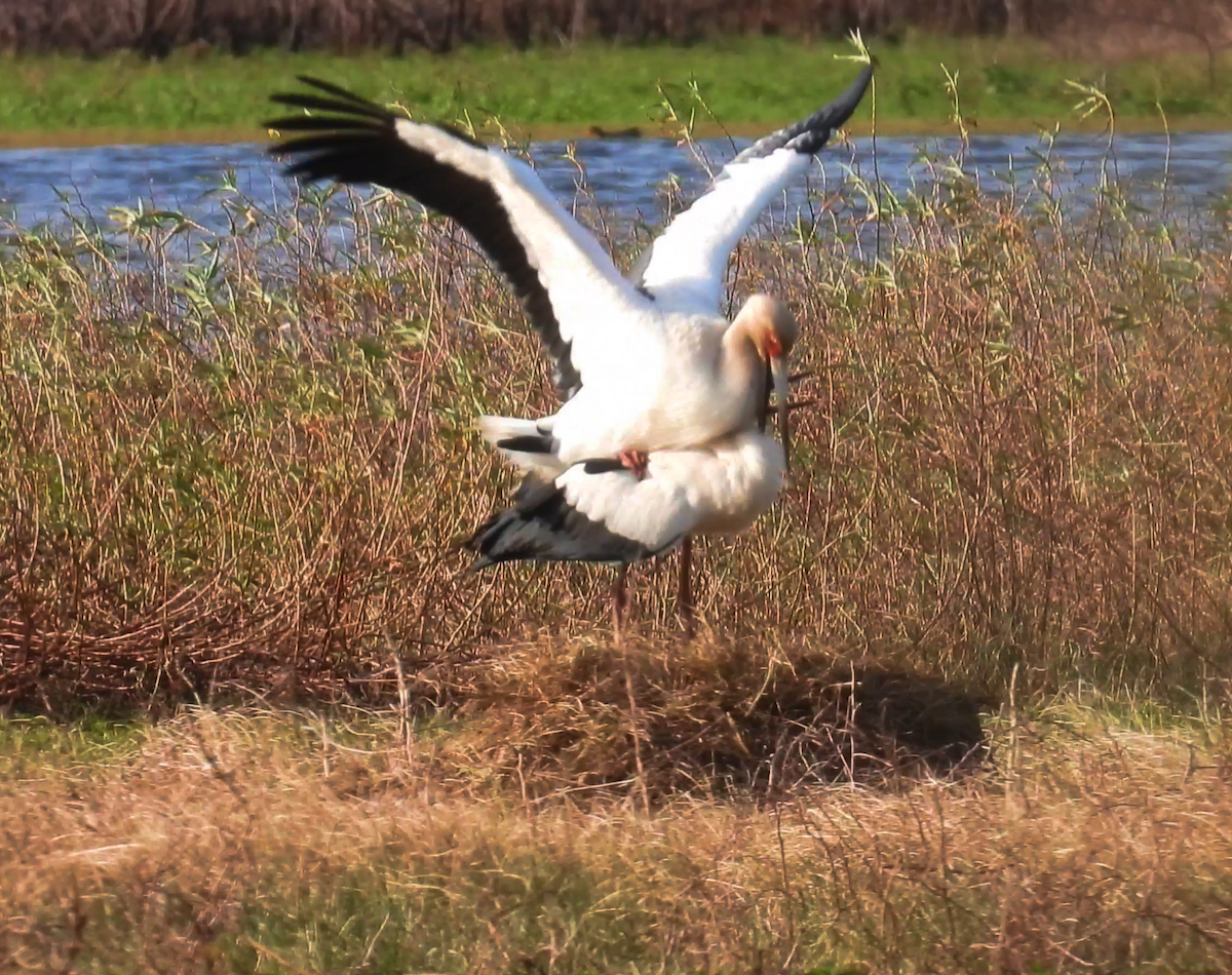 Maguari Stork - ML622488196